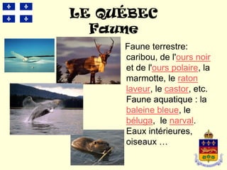 LE QUÉBEC
  Faune
     Faune terrestre:
     caribou, de l'ours noir
     et de l'ours polaire, la
     marmotte, le raton
     laveur, le castor, etc.
     Faune aquatique : la
     baleine bleue, le
     béluga, le narval.
     Eaux intérieures,
     oiseaux …
 