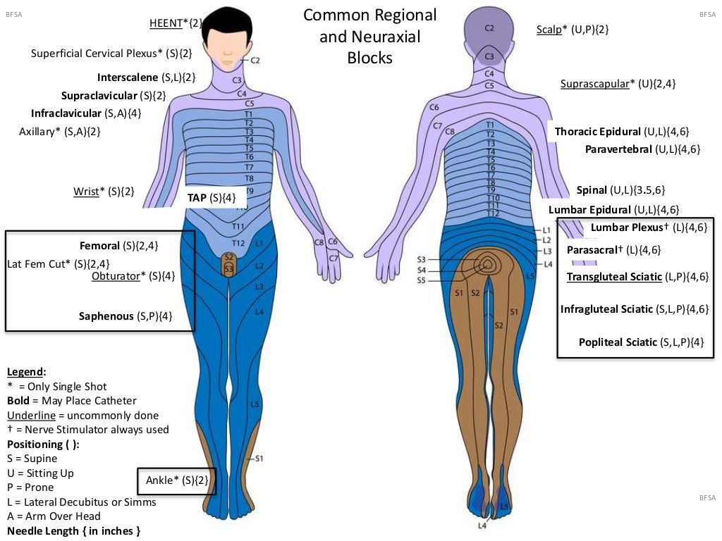 Cutaneous Nerve Blocks Of The Lower Extremity Anesthe vrogue.co