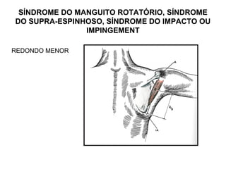 SÍNDROME DO MANGUITO ROTATÓRIO, SÍNDROME
DO SUPRA-ESPINHOSO, SÍNDROME DO IMPACTO OU
IMPINGEMENT
REDONDO MENOR
 