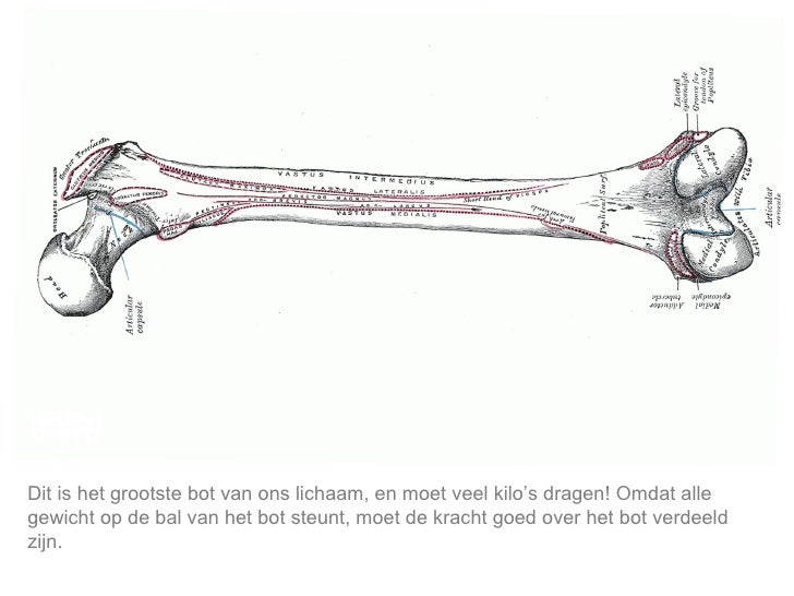 Leren van natuur_ontstaanbiomimetica