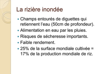 La rizière inondée
 Champs entourés de diguettes qui
  retiennent l’eau (50cm de profondeur).
 Alimentation en eau par les pluies.
 Risques de sécheresse importants.
 Faible rendement.
 25% de la surface mondiale cultivée =
  17% de la production mondiale de riz.
 