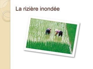 La rizière inondée
 