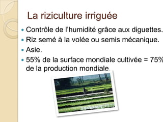 La riziculture irriguée
 Contrôle de l’humidité grâce aux diguettes.
 Riz semé à la volée ou semis mécanique.
 Asie.
 55% de la surface mondiale cultivée = 75%
  de la production mondiale.
 