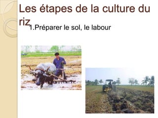 Les étapes de la culture du
riz1.Préparer le sol, le labour
 