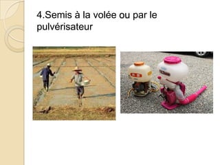 4.Semis à la volée ou par le
pulvérisateur
 
