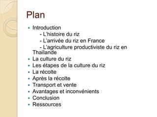 Plan
   Introduction
        - L’histoire du riz
        - L’arrivée du riz en France
        - L’agriculture productiviste du riz en
    Thaïlande
   La culture du riz
   Les étapes de la culture du riz
   La récolte
   Après la récolte
   Transport et vente
   Avantages et inconvénients
   Conclusion
   Ressources
 