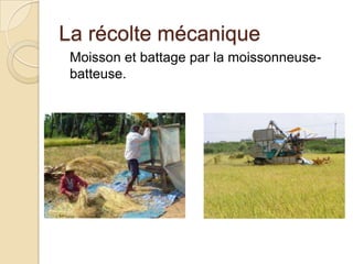 La récolte mécanique
 Moisson et battage par la moissonneuse-
 batteuse.
 