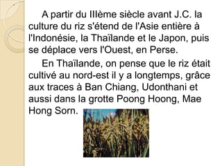 .

        A partir du IIIème siècle avant J.C. la
    culture du riz s'étend de l'Asie entière à
    l'Indonésie, la Thaïlande et le Japon, puis
    se déplace vers l'Ouest, en Perse.
        En Thaïlande, on pense que le riz était
    cultivé au nord-est il y a longtemps, grâce
    aux traces à Ban Chiang, Udonthani et
    aussi dans la grotte Poong Hoong, Mae
    Hong Sorn.
 