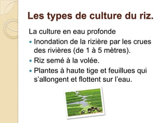 Les types de culture du riz.
La culture en eau profonde
 Inondation de la rizière par les crues
  des rivières (de 1 à 5 mètres).
 Riz semé à la volée.
 Plantes à haute tige et feuillues qui
  s’allongent et flottent sur l’eau.
 