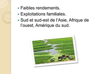  Faibles rendements.
 Exploitations familiales.
 Sud et sud-est de l’Asie, Afrique de
  l’ouest, Amérique du sud.
 