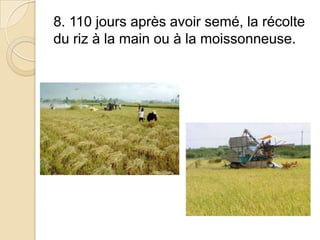 8. 110 jours après avoir semé, la récolte
du riz à la main ou à la moissonneuse.
 