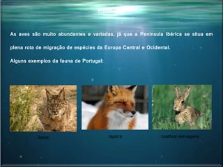 Portugal
As aves são muito abundantes e variadas, já que a Península Ibérica se situa em
plena rota de migração de espécies da Europa Central e Ocidental.
Alguns exemplos da fauna de Portugal:
coelhos-selvagensraposalince
 