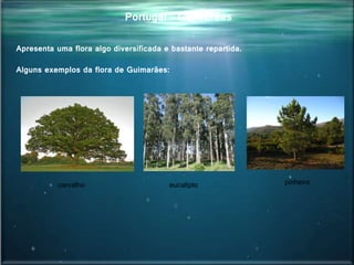 Portugal - Guimarães
Apresenta uma flora algo diversificada e bastante repartida.
Alguns exemplos da flora de Guimarães:
eucalipto pinheirocarvalho
 