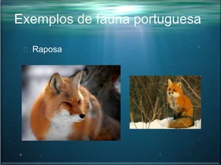 Exemplos de fauna portuguesa
Raposa
 