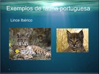 Exemplos de fauna portuguesa
Lince Ibérico
 