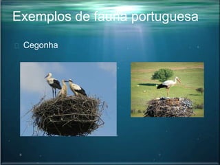 Exemplos de fauna portuguesa
Cegonha
 