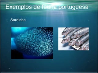 Exemplos de fauna portuguesa
Sardinha
 