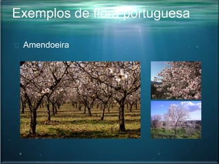 Exemplos de flora portuguesa
Amendoeira
 