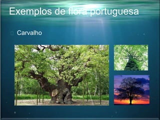Exemplos de flora portuguesa
Carvalho
 