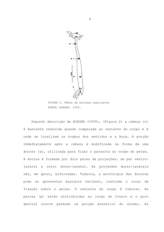 8

FIGURA 2. Fêmea de Lernaea cyprinacea
FONTE: BOEGER. 1999.

Segundo descrição de BOEGER (1999), (Figura 2) a cabeça (c)
é bastante reduzida quando comparada ao restante do corpo e é
onde se localizam os órgãos dos sentidos e a boca. A porção
imdediatamente

após

a

cabeça

é

modificada

na

forma

de

uma

âncora (a), utilizada para fixar o parasita ao corpo do peixe.
A âncora é formada por dois pares de projeções: um par ventrolateral

e

outro

dorso-lateral.

As

projeções

dorso-laterais

são, em geral, bifurcadas. Todavia, a morfologia das âncoras
pode

se

fixação

apresentar
sobre

o

bastante

peixe.

O

variável,

restante

do

conforme

o

local

de

corpo

tubular.

As

é

pernas (p) estão distribuídas ao longo do tronco e o poro
genital

ocorre

pareado

na

porção

posterior

do

animal.

As

 