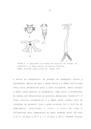 12

FIGURA 3. L. cyprinacea. (a) estágio de nauplius; (b) estágio

de

copepodito; (c) fêmea adulta; (d) ganchos cefálicos.
FONTE: GUITTINO (1985) citado por

COLLA. 1996.

e várias de copepoditos. No estágio de copepodito ocorre a
fecundação, depois da qual o macho morre e a fêmea fertilizada
sofre outra metamorfose para a fase ciclopóide. Neste estágio
a fêmea jovem penetra no hospedeiro, onde incia a metamorfose
da cabeça até desenvolver um processo denominado “cefálico”. O
corpo continua alongando-se e a fêmea neste estágio está em
condições de produzir ovos e pode alcançar 9,0 a 22,0 mm de
comprimento,

reiniciando

o

ciclo.

O

ciclo

de

vida

é

influenciado pela temperatura da água, podendo durar 100 dias
a 14o C, 20 dias a 24o C e 7 a 13 dias a 28o C. Podendo ocorrer

 