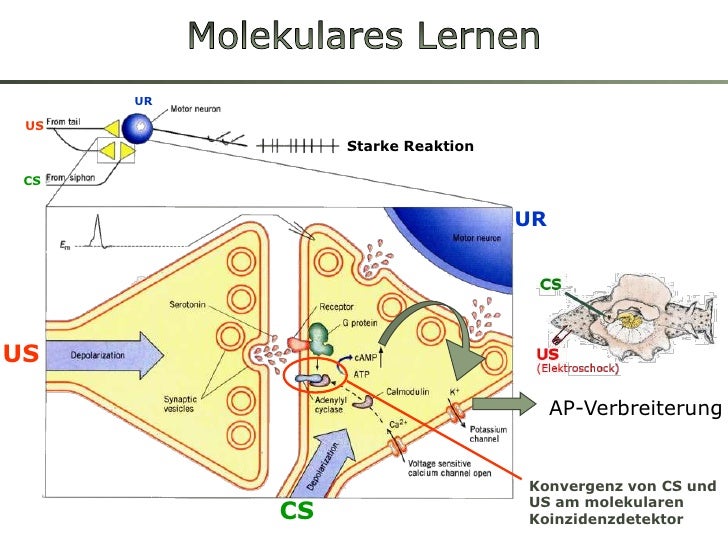 Lernen aus Neurobiologischer Sicht