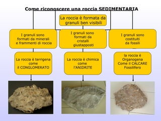 Come riconoscere una roccia SEDIMENTARIA
                        La roccia è formata da
                          granuli ben visibili

                             I granuli sono
    I granuli sono                                I granuli sono
                               formati da
 formati da minerali                                 costituiti
                                 cristalli
e frammenti di roccia                                da fossili
                               giustapposti


                                                    la roccia è
La roccia è terrigena      La roccia è chimica     Organogena
        come                      come           Come il CALCARE
 il CONGLOMERATO               l’ANIDRITE           Fossilifero
 