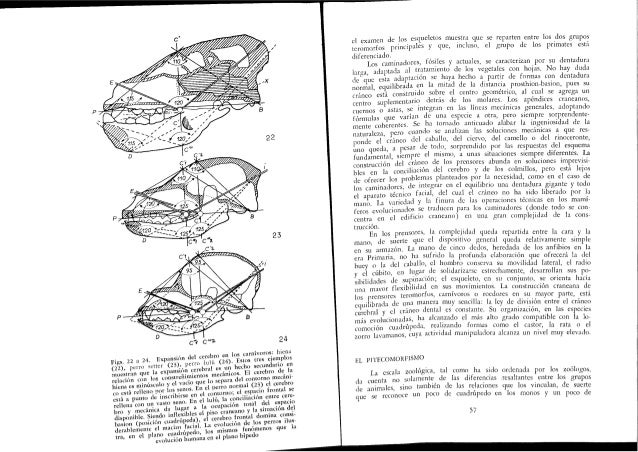 Leroi Gourhan Andre El Gesto Y La Palabra