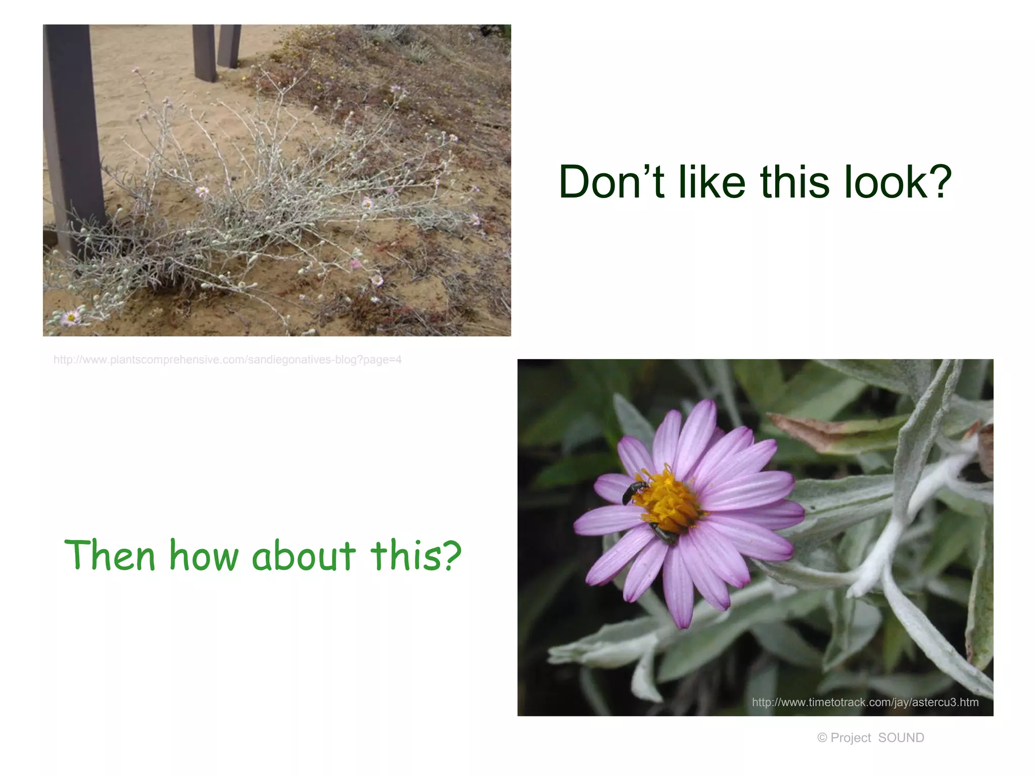 © Project SOUND
Don’t like this look?
http://www.timetotrack.com/jay/astercu3.htm
Then how about this?
http://www.plantscomprehensive.com/sandiegonatives-blog?page=4
 