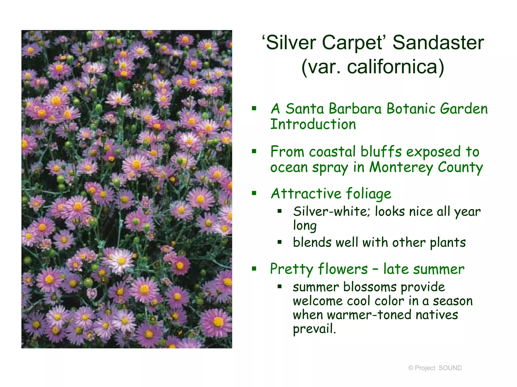 © Project SOUND
‘Silver Carpet’ Sandaster
(var. californica)
 A Santa Barbara Botanic Garden
Introduction
 From coastal bluffs exposed to
ocean spray in Monterey County
 Attractive foliage
 Silver-white; looks nice all year
long
 blends well with other plants
 Pretty flowers – late summer
 summer blossoms provide
welcome cool color in a season
when warmer-toned natives
prevail.
 