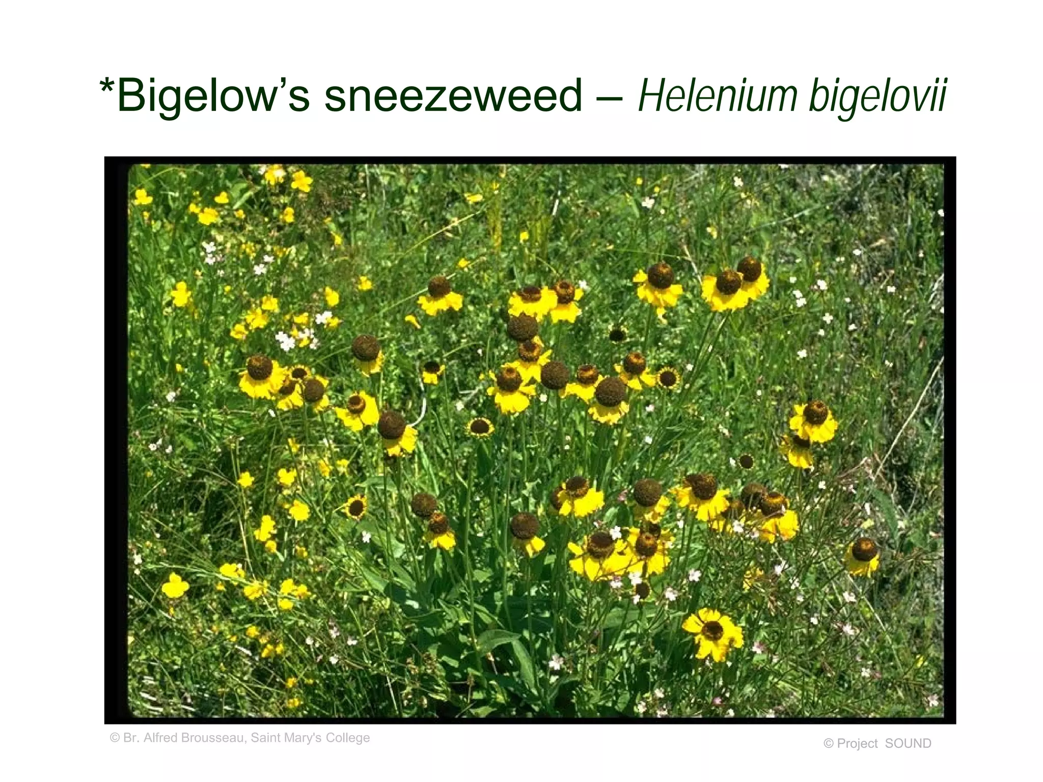 © Project SOUND
*Bigelow’s sneezeweed – Helenium bigelovii
© Br. Alfred Brousseau, Saint Mary's College
 