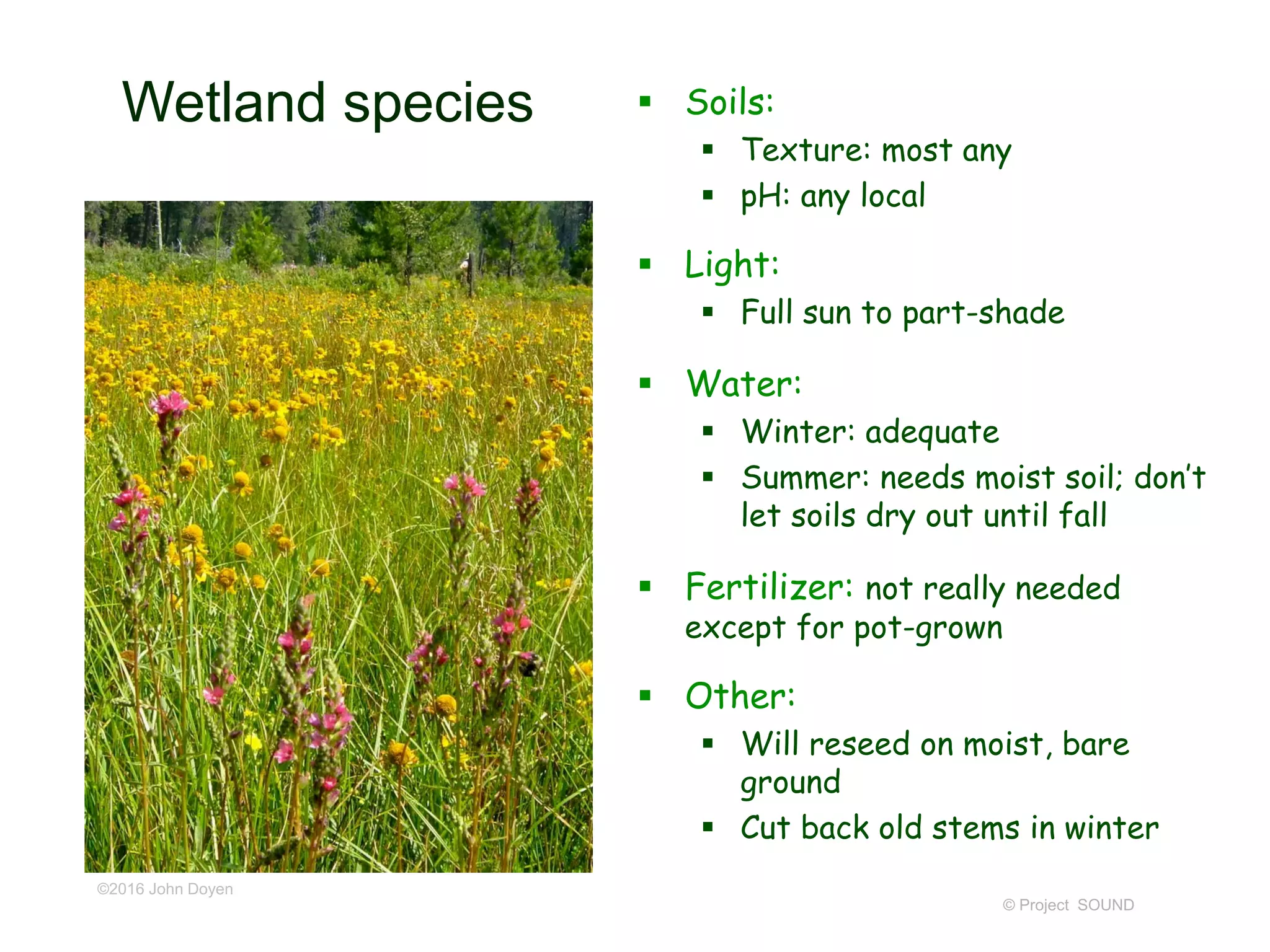 © Project SOUND
Wetland species  Soils:
 Texture: most any
 pH: any local
 Light:
 Full sun to part-shade
 Water:
 Winter: adequate
 Summer: needs moist soil; don’t
let soils dry out until fall
 Fertilizer: not really needed
except for pot-grown
 Other:
 Will reseed on moist, bare
ground
 Cut back old stems in winter
©2016 John Doyen
 