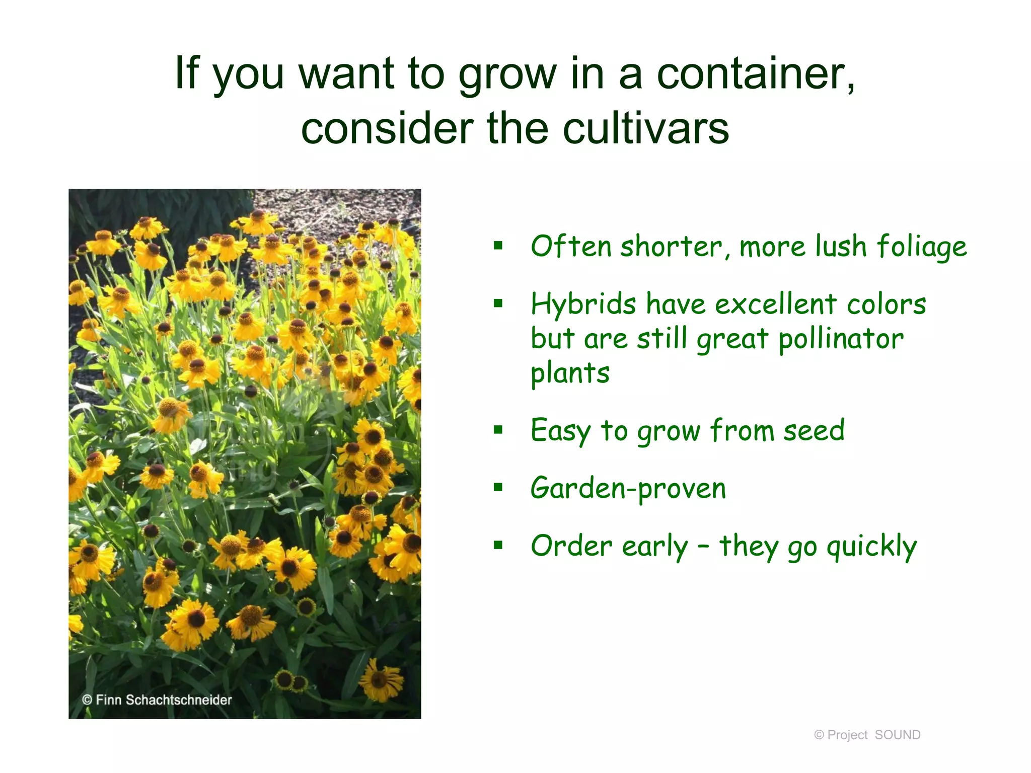If you want to grow in a container,
consider the cultivars
 Often shorter, more lush foliage
 Hybrids have excellent colors
but are still great pollinator
plants
 Easy to grow from seed
 Garden-proven
 Order early – they go quickly
© Project SOUND
 