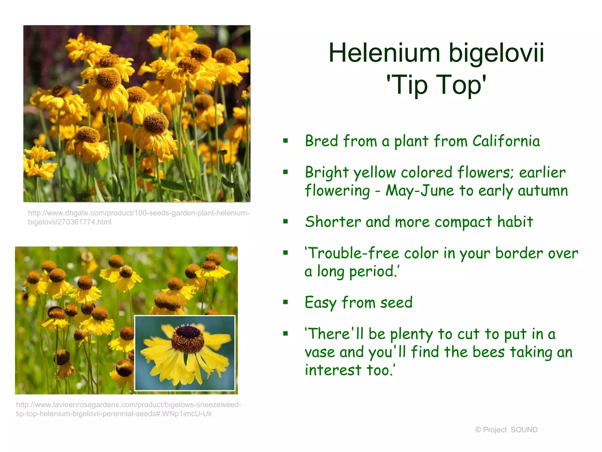 Helenium bigelovii
'Tip Top'
 Bred from a plant from California
 Bright yellow colored flowers; earlier
flowering - May-June to early autumn
 Shorter and more compact habit
 ‘Trouble-free color in your border over
a long period.’
 Easy from seed
 ‘There'll be plenty to cut to put in a
vase and you'll find the bees taking an
interest too.’
© Project SOUND
http://www.lavieenrosegardens.com/product/bigelows-sneezeweed-
tip-top-helenium-bigelovii-perennial-seeds#.WNp1imcU-Uk
http://www.dhgate.com/product/100-seeds-garden-plant-helenium-
bigelovii/270361774.html
 