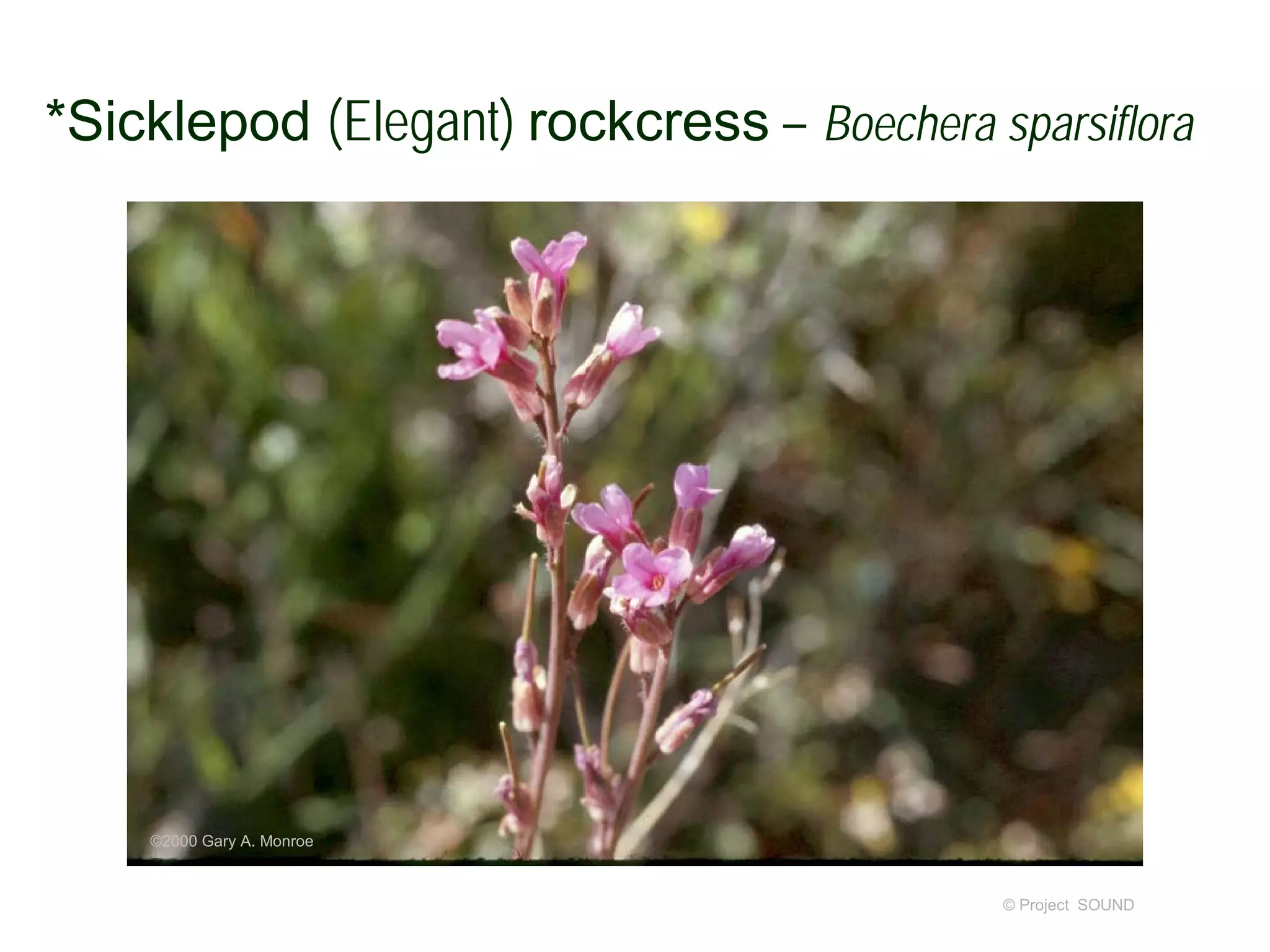 © Project SOUND
*Sicklepod (Elegant) rockcress – Boechera sparsiflora
©2000 Gary A. Monroe
 
