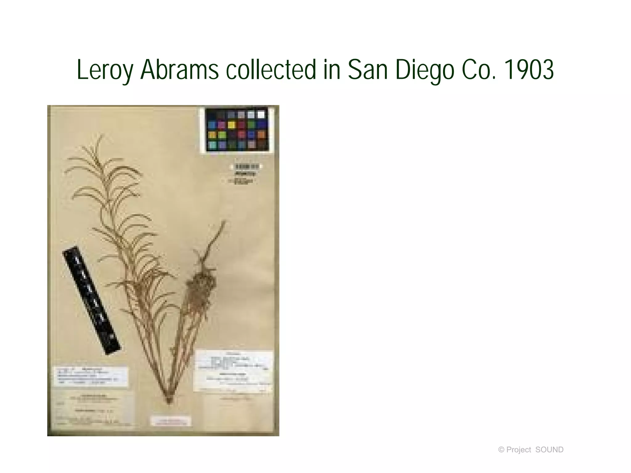 Leroy Abrams collected in San Diego Co. 1903
© Project SOUND
 