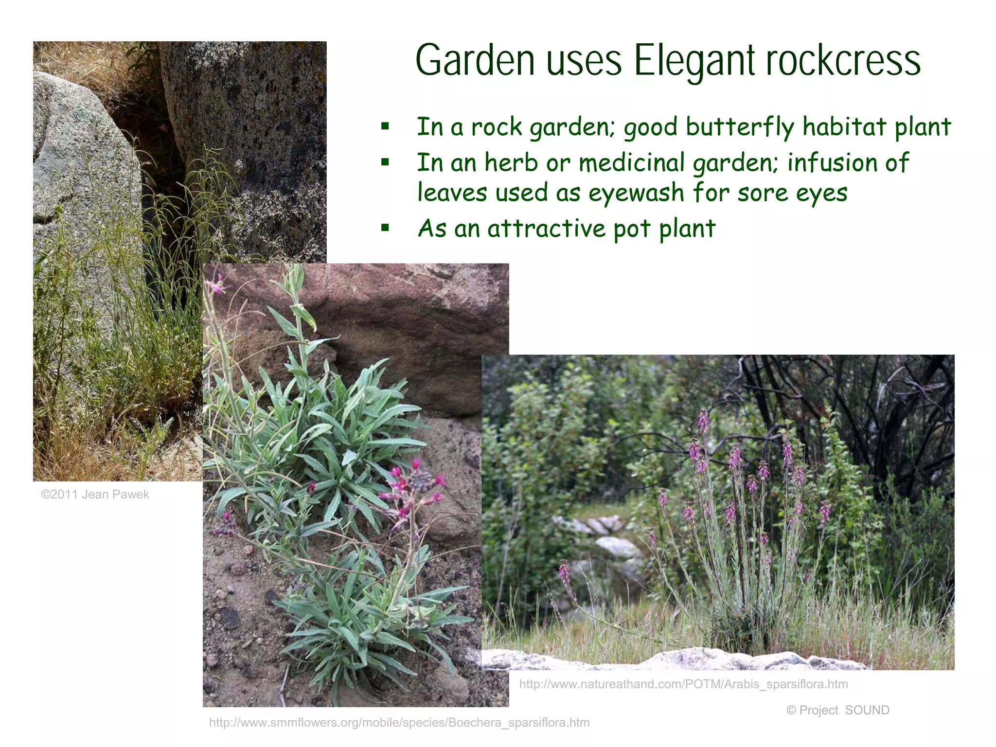 © Project SOUND
Garden uses Elegant rockcress
 In a rock garden; good butterfly habitat plant
 In an herb or medicinal garden; infusion of
leaves used as eyewash for sore eyes
 As an attractive pot plant
©2011 Jean Pawek
http://www.smmflowers.org/mobile/species/Boechera_sparsiflora.htm
http://www.natureathand.com/POTM/Arabis_sparsiflora.htm
 
