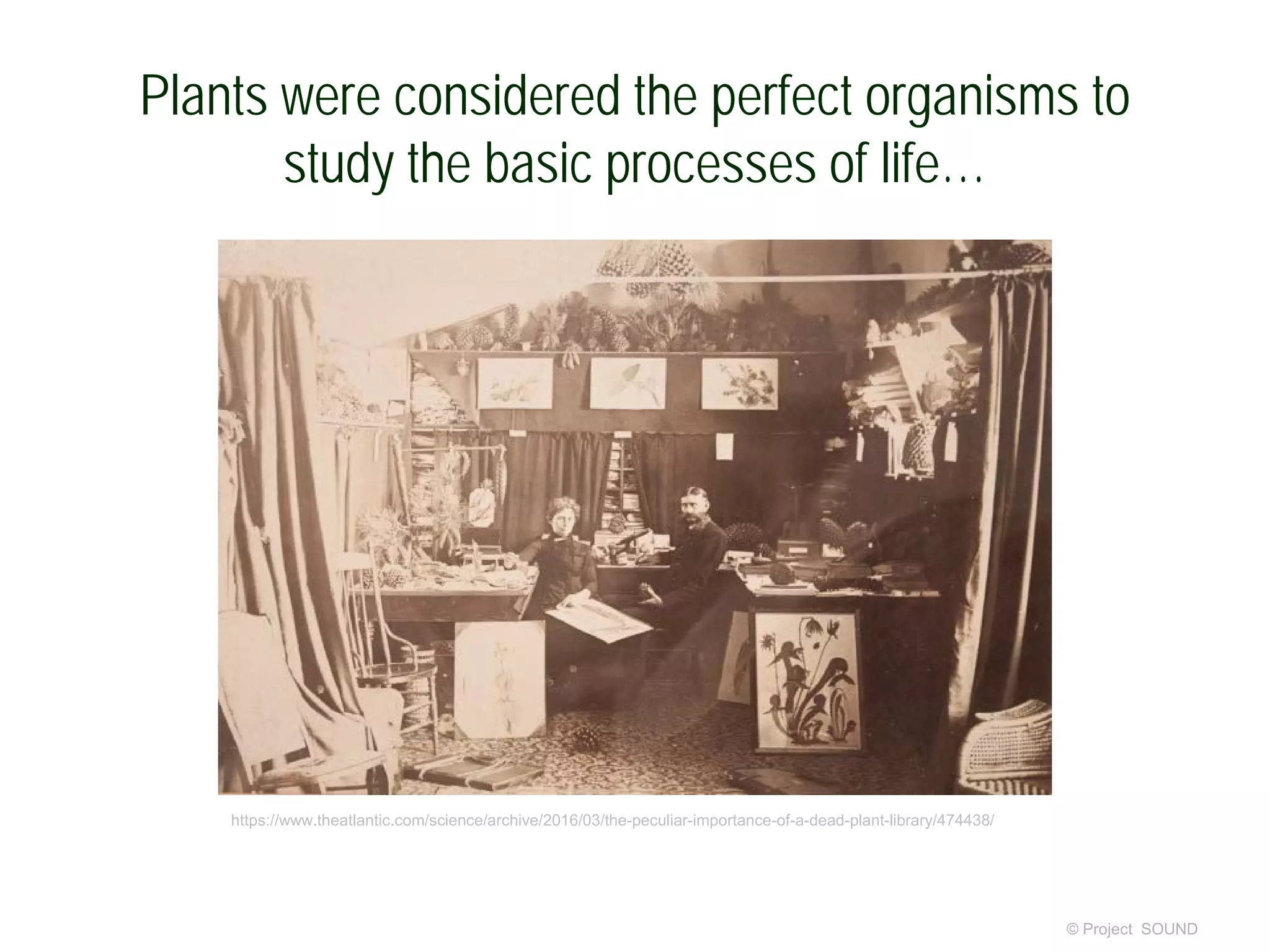 Plants were considered the perfect organisms to
study the basic processes of life…
© Project SOUND
https://www.theatlantic.com/science/archive/2016/03/the-peculiar-importance-of-a-dead-plant-library/474438/
 