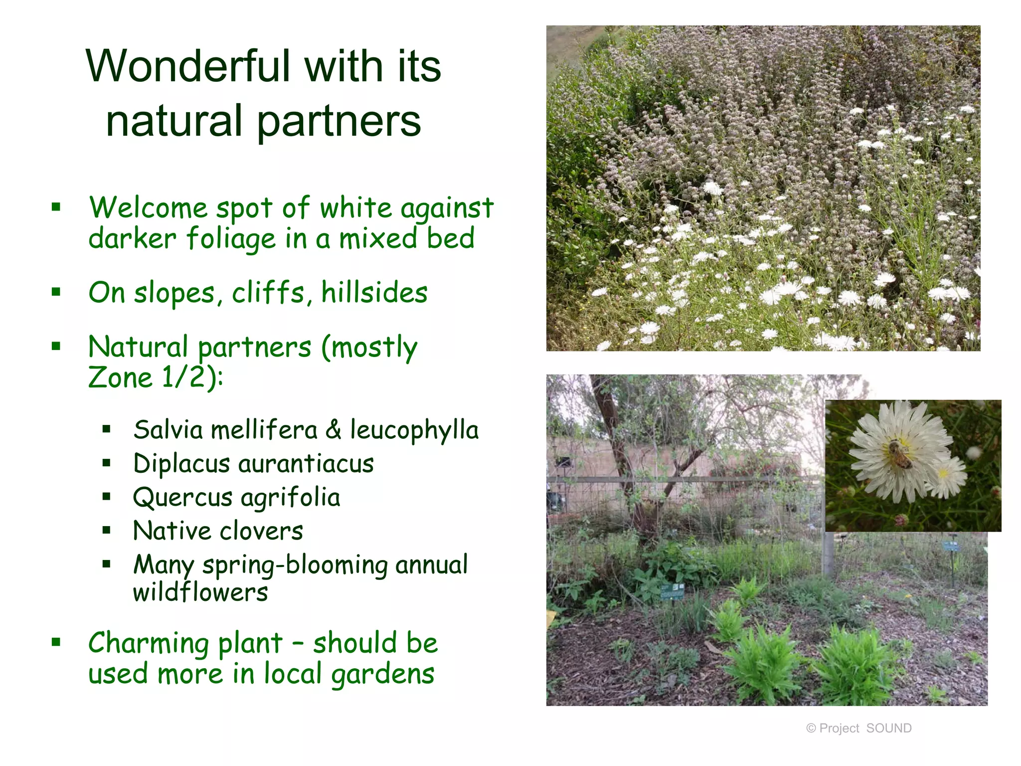 © Project SOUND
Wonderful with its
natural partners
 Welcome spot of white against
darker foliage in a mixed bed
 On slopes, cliffs, hillsides
 Natural partners (mostly
Zone 1/2):
 Salvia mellifera & leucophylla
 Diplacus aurantiacus
 Quercus agrifolia
 Native clovers
 Many spring-blooming annual
wildflowers
 Charming plant – should be
used more in local gardens
 