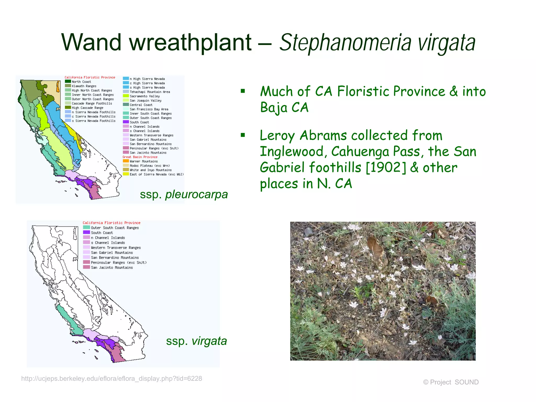  Much of CA Floristic Province & into
Baja CA
 Leroy Abrams collected from
Inglewood, Cahuenga Pass, the San
Gabriel foothills [1902] & other
places in N. CA
© Project SOUND
Wand wreathplant – Stephanomeria virgata
ssp. pleurocarpa
ssp. virgata
http://ucjeps.berkeley.edu/eflora/eflora_display.php?tid=6228
 