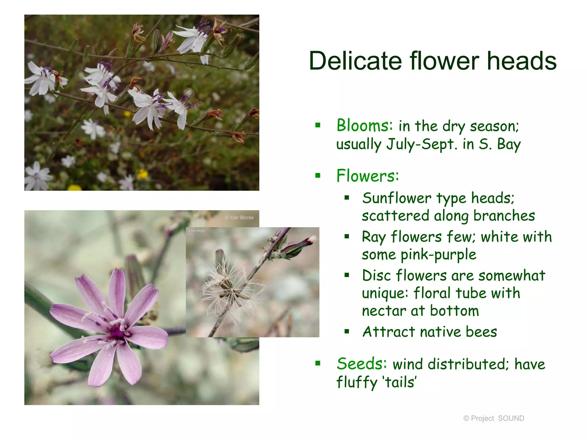 © Project SOUND
Delicate flower heads
 Blooms: in the dry season;
usually July-Sept. in S. Bay
 Flowers:
 Sunflower type heads;
scattered along branches
 Ray flowers few; white with
some pink-purple
 Disc flowers are somewhat
unique: floral tube with
nectar at bottom
 Attract native bees
 Seeds: wind distributed; have
fluffy ‘tails’
 