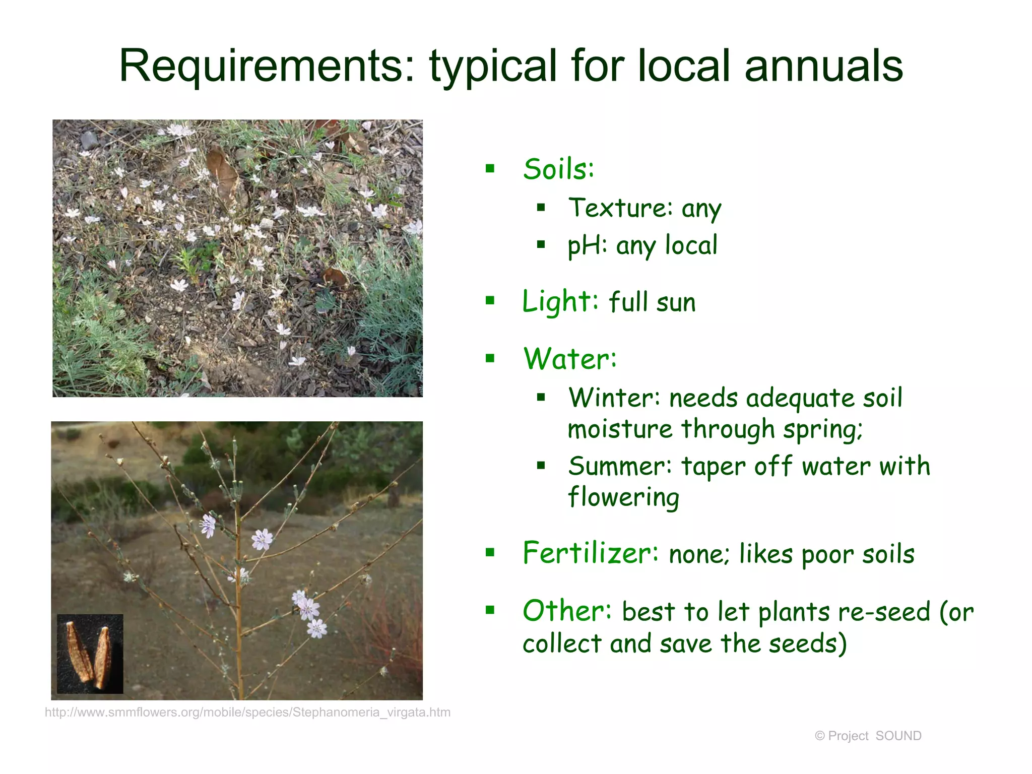 © Project SOUND
Requirements: typical for local annuals
 Soils:
 Texture: any
 pH: any local
 Light: full sun
 Water:
 Winter: needs adequate soil
moisture through spring;
 Summer: taper off water with
flowering
 Fertilizer: none; likes poor soils
 Other: best to let plants re-seed (or
collect and save the seeds)
http://www.smmflowers.org/mobile/species/Stephanomeria_virgata.htm
 