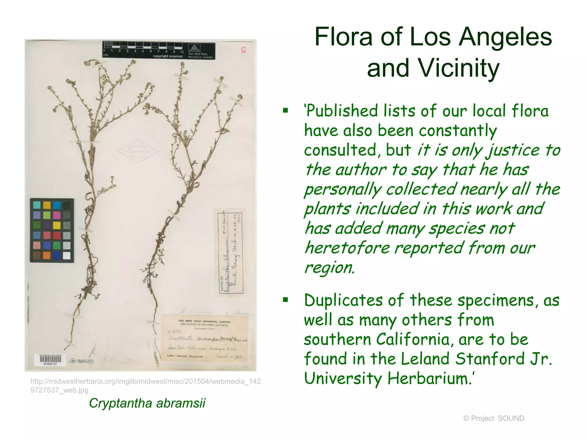 Flora of Los Angeles
and Vicinity
 ‘Published lists of our local flora
have also been constantly
consulted, but it is only justice to
the author to say that he has
personally collected nearly all the
plants included in this work and
has added many species not
heretofore reported from our
region.
 Duplicates of these specimens, as
well as many others from
southern California, are to be
found in the Leland Stanford Jr.
University Herbarium.’
© Project SOUND
http://midwestherbaria.org/imglib/midwest/misc/201504/webmedia_142
9727537_web.jpg
Cryptantha abramsii
 