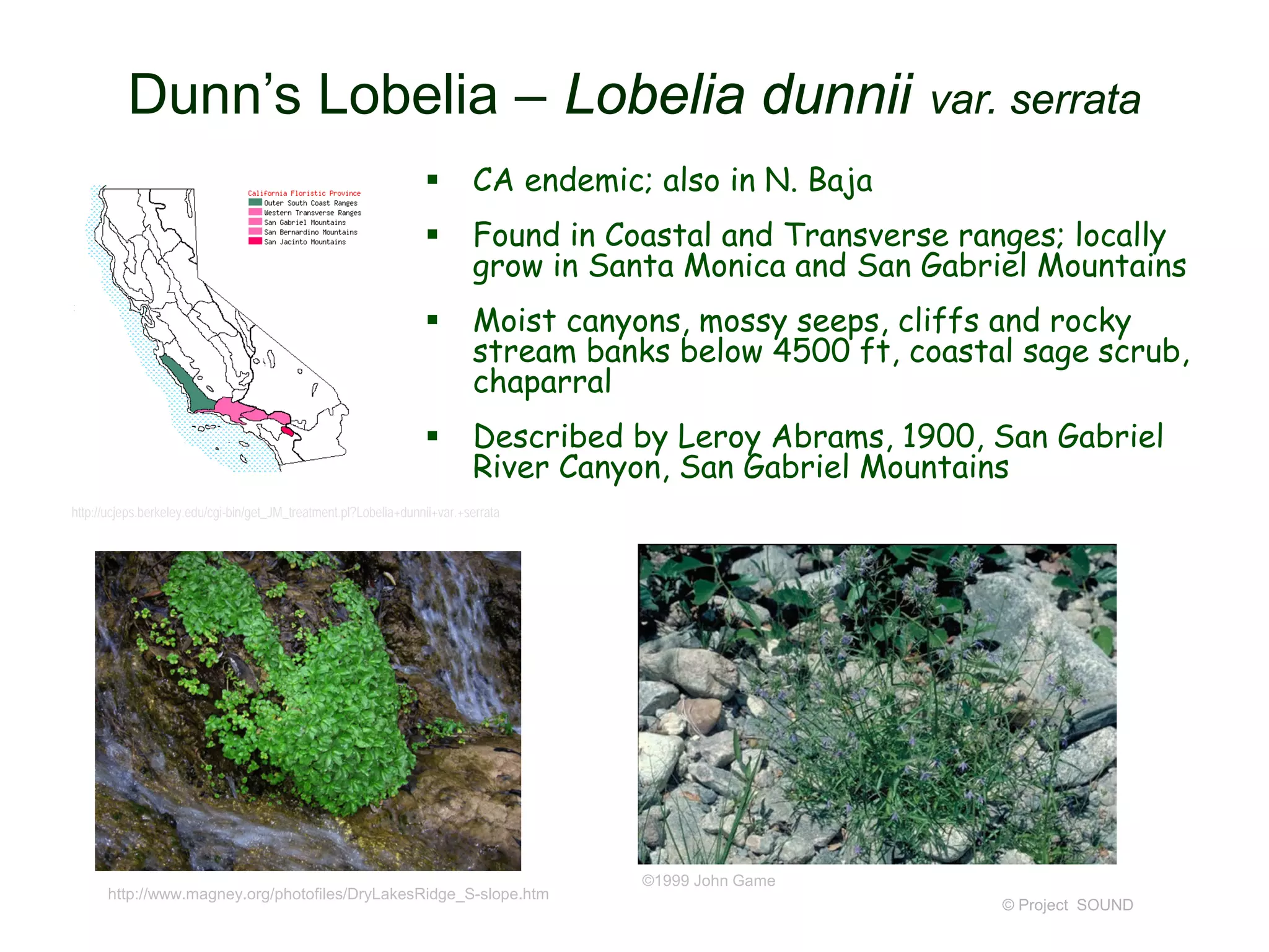 © Project SOUND
Dunn’s Lobelia – Lobelia dunnii var. serrata
http://ucjeps.berkeley.edu/cgi-bin/get_JM_treatment.pl?Lobelia+dunnii+var.+serrata
 CA endemic; also in N. Baja
 Found in Coastal and Transverse ranges; locally
grow in Santa Monica and San Gabriel Mountains
 Moist canyons, mossy seeps, cliffs and rocky
stream banks below 4500 ft, coastal sage scrub,
chaparral
 Described by Leroy Abrams, 1900, San Gabriel
River Canyon, San Gabriel Mountains
http://www.magney.org/photofiles/DryLakesRidge_S-slope.htm
©1999 John Game
 