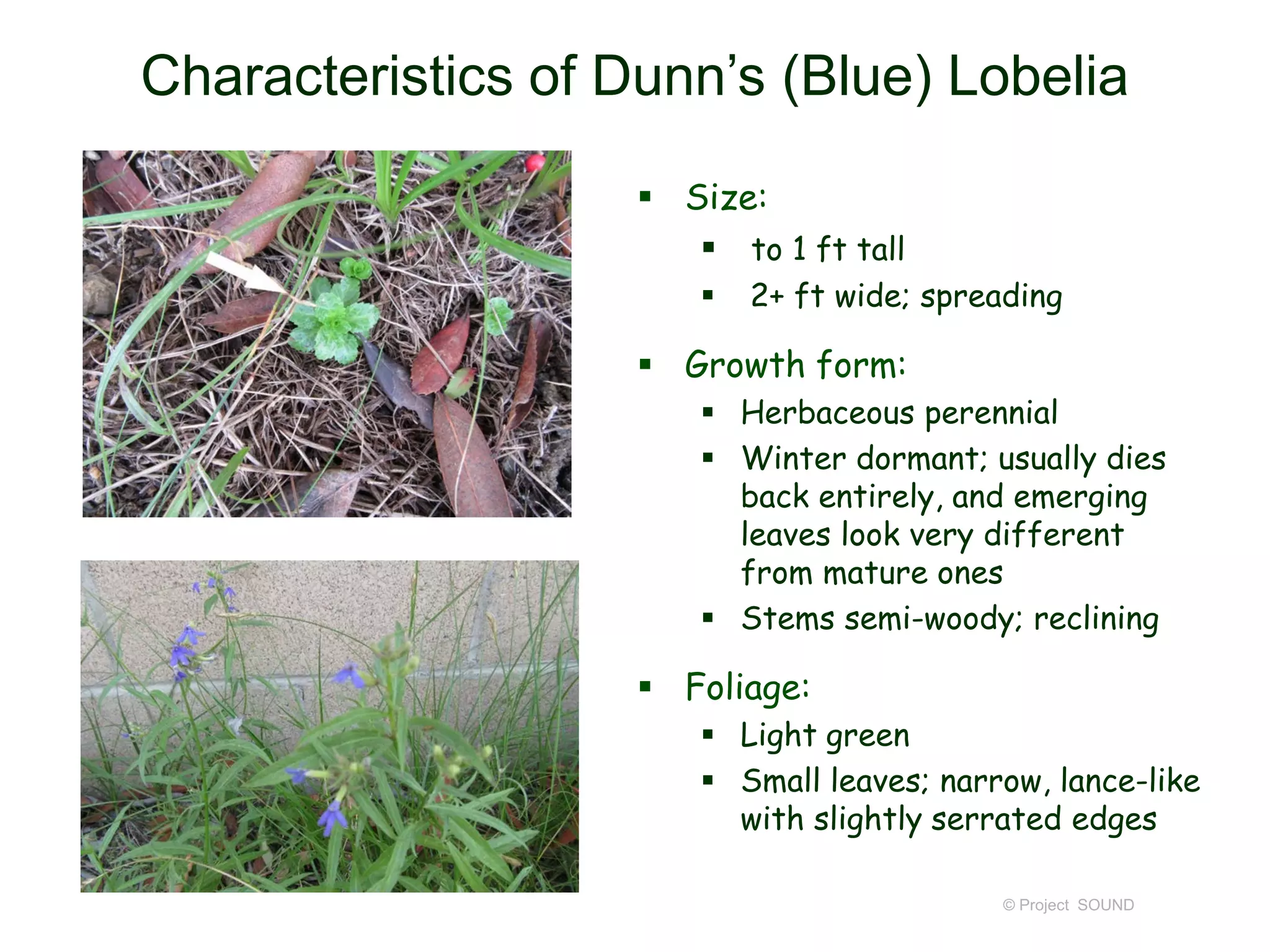 © Project SOUND
Characteristics of Dunn’s (Blue) Lobelia
 Size:
 to 1 ft tall
 2+ ft wide; spreading
 Growth form:
 Herbaceous perennial
 Winter dormant; usually dies
back entirely, and emerging
leaves look very different
from mature ones
 Stems semi-woody; reclining
 Foliage:
 Light green
 Small leaves; narrow, lance-like
with slightly serrated edges
http://www.calflora.net/bloomingplants/dunnslobelia.html
 