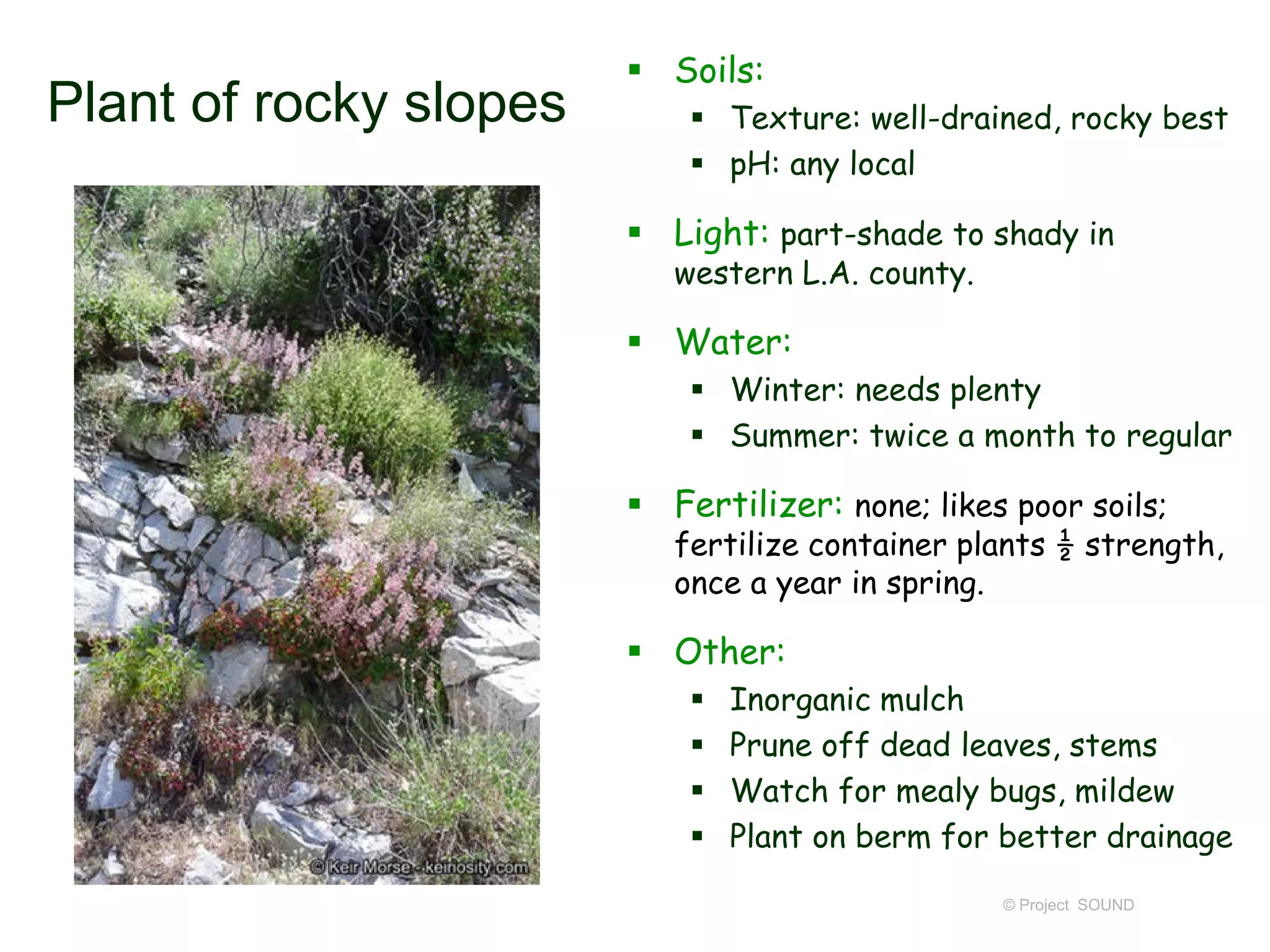 © Project SOUND
Plant of rocky slopes
 Soils:
 Texture: well-drained, rocky best
 pH: any local
 Light: part-shade to shady in
western L.A. county.
 Water:
 Winter: needs plenty
 Summer: twice a month to regular
 Fertilizer: none; likes poor soils;
fertilize container plants ½ strength,
once a year in spring.
 Other:
 Inorganic mulch
 Prune off dead leaves, stems
 Watch for mealy bugs, mildew
 Plant on berm for better drainage
 