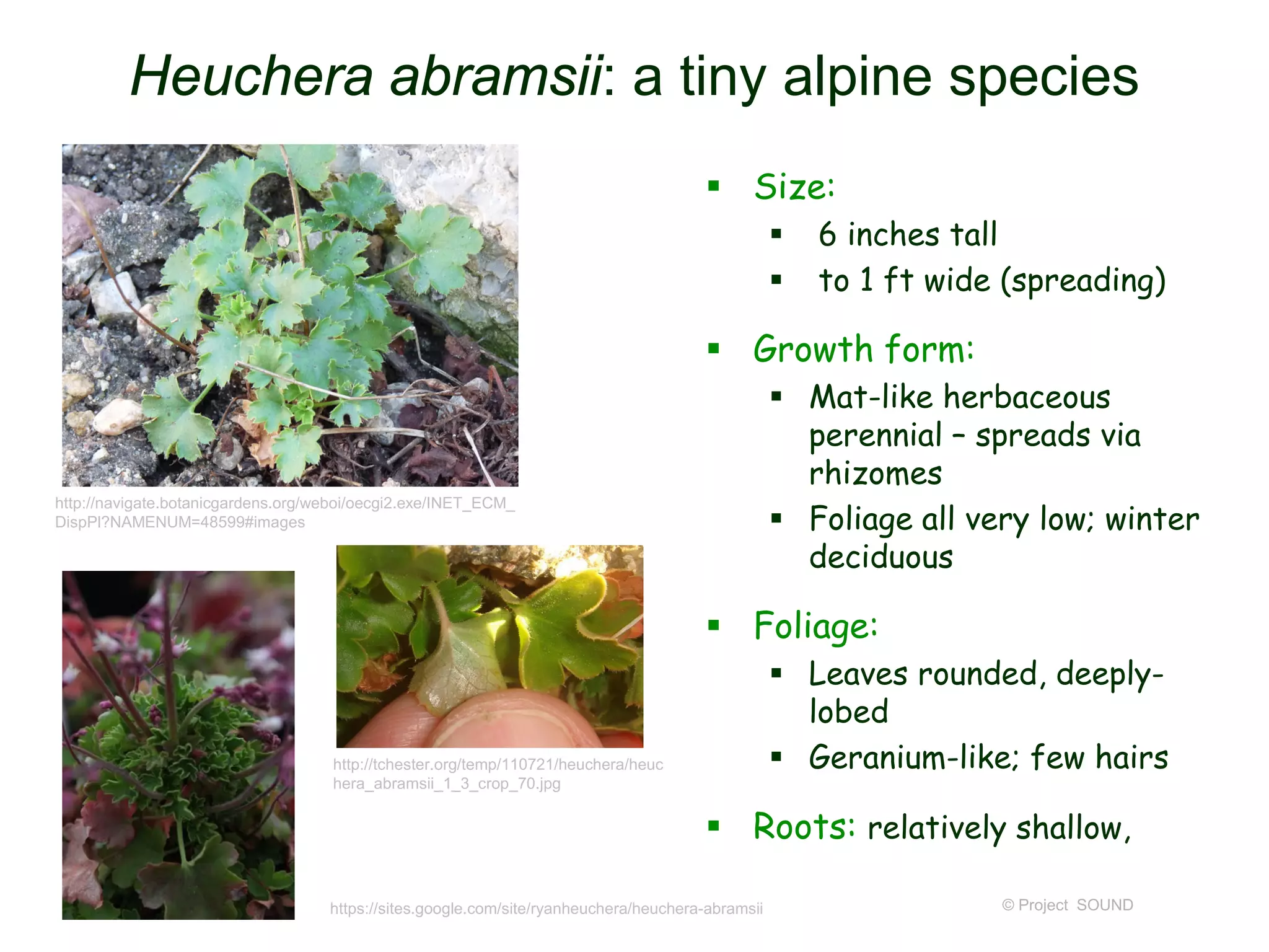 © Project SOUND
Heuchera abramsii: a tiny alpine species
 Size:
 6 inches tall
 to 1 ft wide (spreading)
 Growth form:
 Mat-like herbaceous
perennial – spreads via
rhizomes
 Foliage all very low; winter
deciduous
 Foliage:
 Leaves rounded, deeply-
lobed
 Geranium-like; few hairs
 Roots: relatively shallow,
http://navigate.botanicgardens.org/weboi/oecgi2.exe/INET_ECM_
DispPl?NAMENUM=48599#images
https://sites.google.com/site/ryanheuchera/heuchera-abramsii
http://tchester.org/temp/110721/heuchera/heuc
hera_abramsii_1_3_crop_70.jpg
 