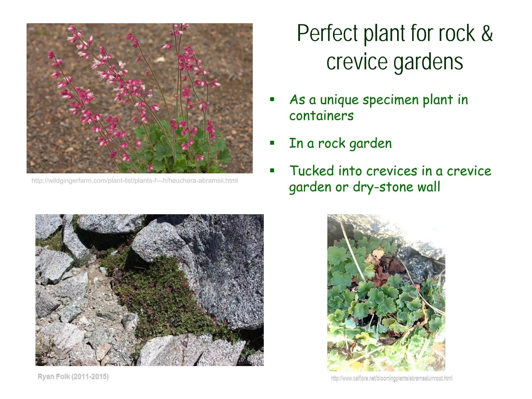 Perfect plant for rock &
crevice gardens
 As a unique specimen plant in
containers
 In a rock garden
 Tucked into crevices in a crevice
garden or dry-stone wall
http://wildgingerfarm.com/plant-list/plants-f---h/heuchera-abramsii.html
 