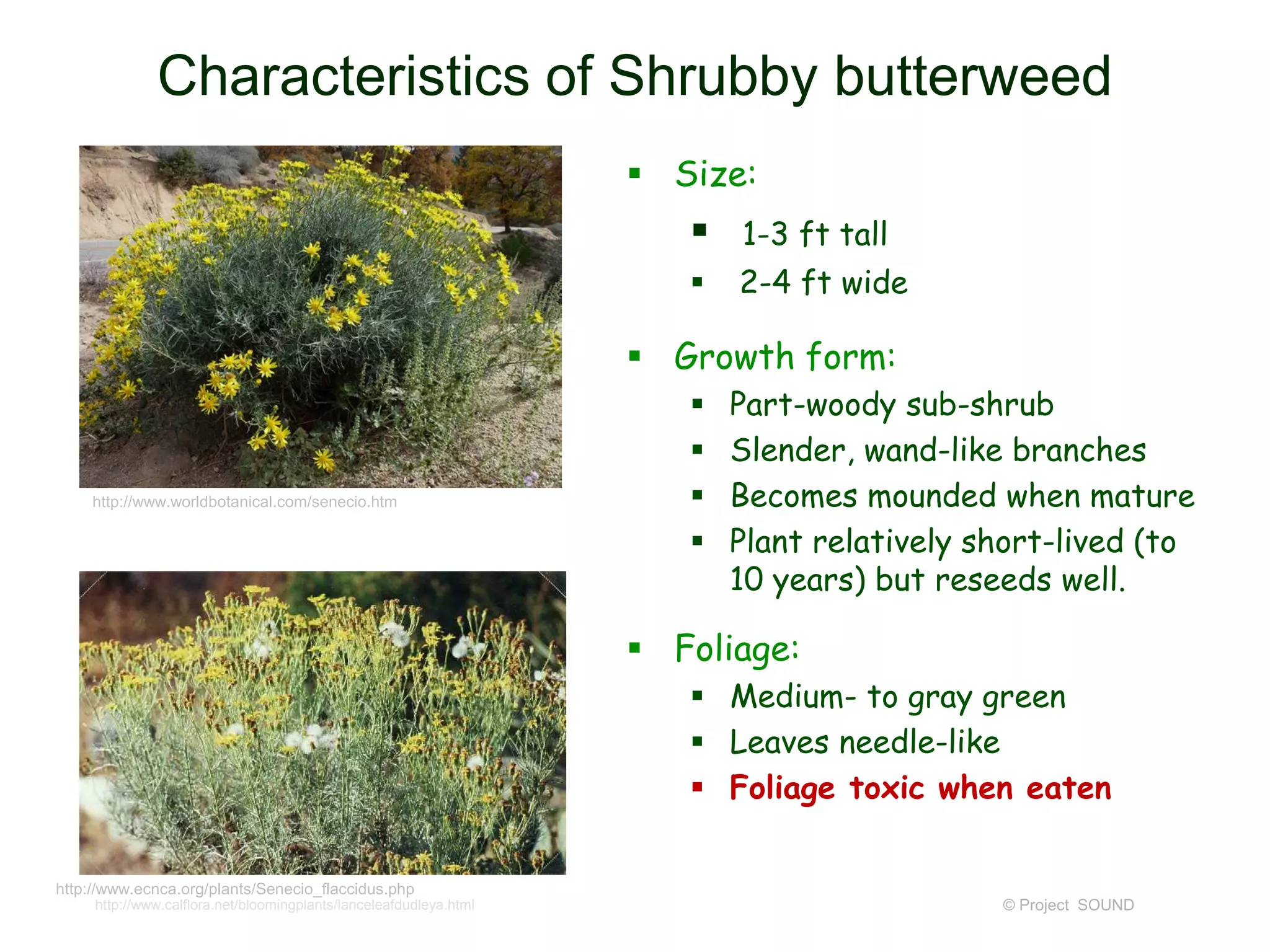 © Project SOUND
Characteristics of Shrubby butterweed
 Size:
 1-3 ft tall
 2-4 ft wide
 Growth form:
 Part-woody sub-shrub
 Slender, wand-like branches
 Becomes mounded when mature
 Plant relatively short-lived (to
10 years) but reseeds well.
 Foliage:
 Medium- to gray green
 Leaves needle-like
 Foliage toxic when eaten
http://www.calflora.net/bloomingplants/lanceleafdudleya.html
http://www.ecnca.org/plants/Senecio_flaccidus.php
http://www.worldbotanical.com/senecio.htm
 