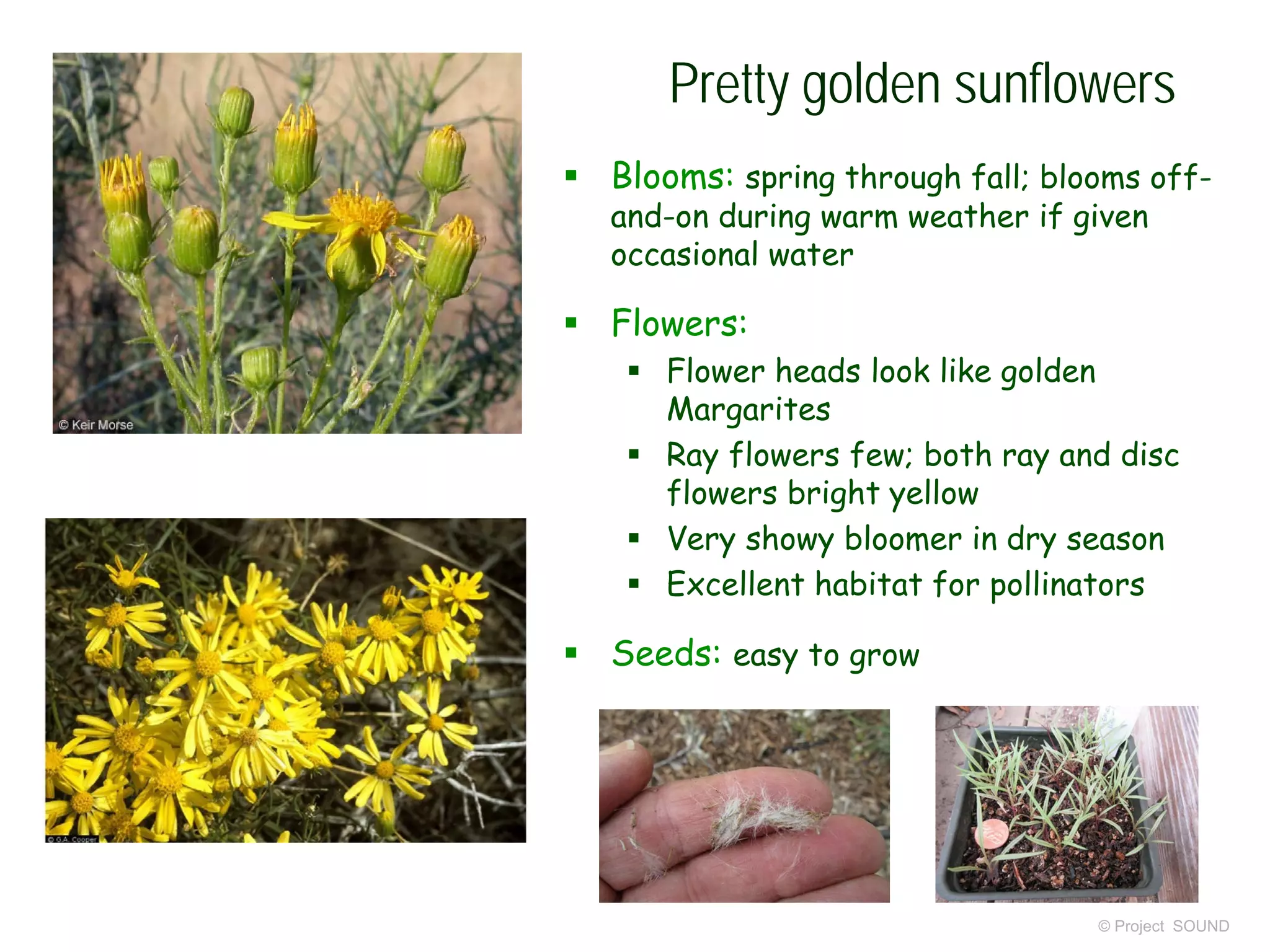 © Project SOUND
Pretty golden sunflowers
 Blooms: spring through fall; blooms off-
and-on during warm weather if given
occasional water
 Flowers:
 Flower heads look like golden
Margarites
 Ray flowers few; both ray and disc
flowers bright yellow
 Very showy bloomer in dry season
 Excellent habitat for pollinators
 Seeds: easy to grow
 